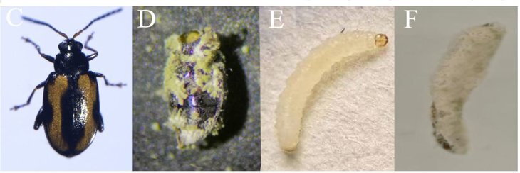    Синергетический протравитель для семян против капустной блошки создали китайские ученые