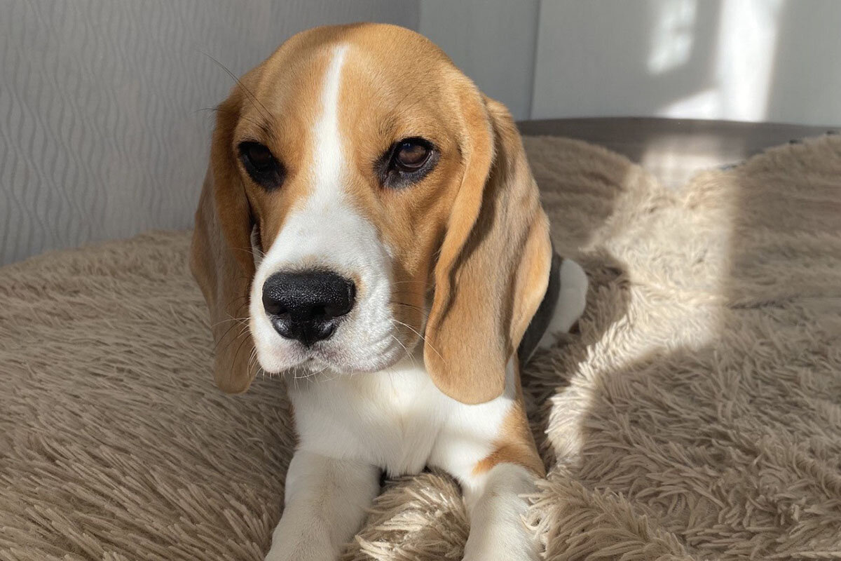    Собака и ее содержание — недешевое удовольствие, и это следует учитывать при покупке. Источник: личный архив Анастасии Сотниковой