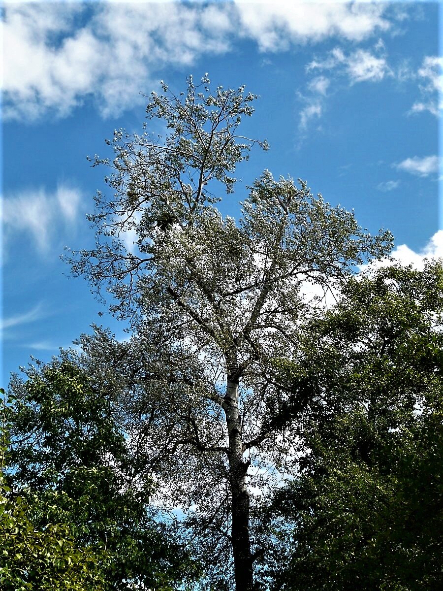                 Серебристый тополь. Картинка из источника в открытом доступе.