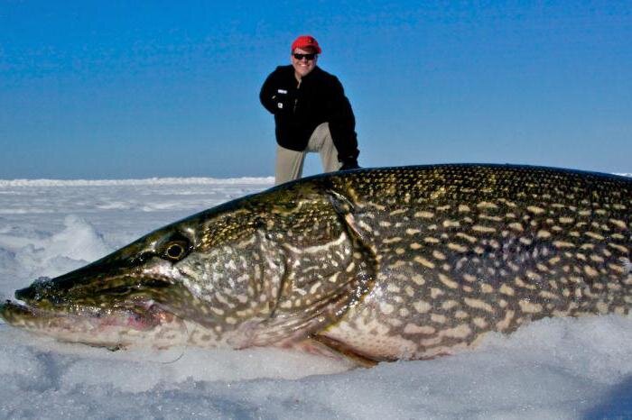 Яндекс фото