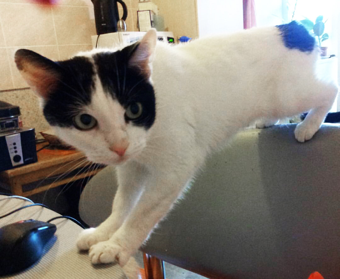 а тут скелет