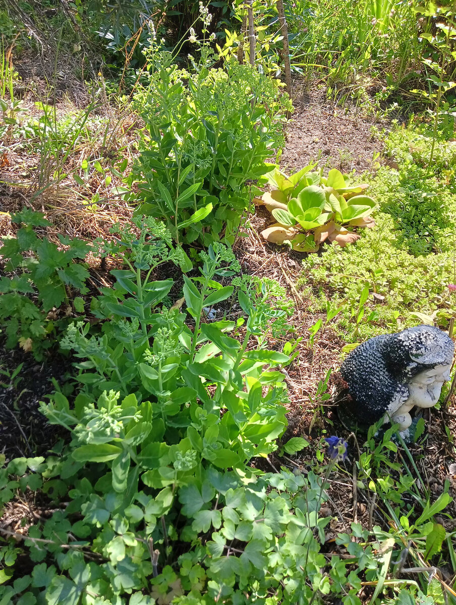 Кусты седума