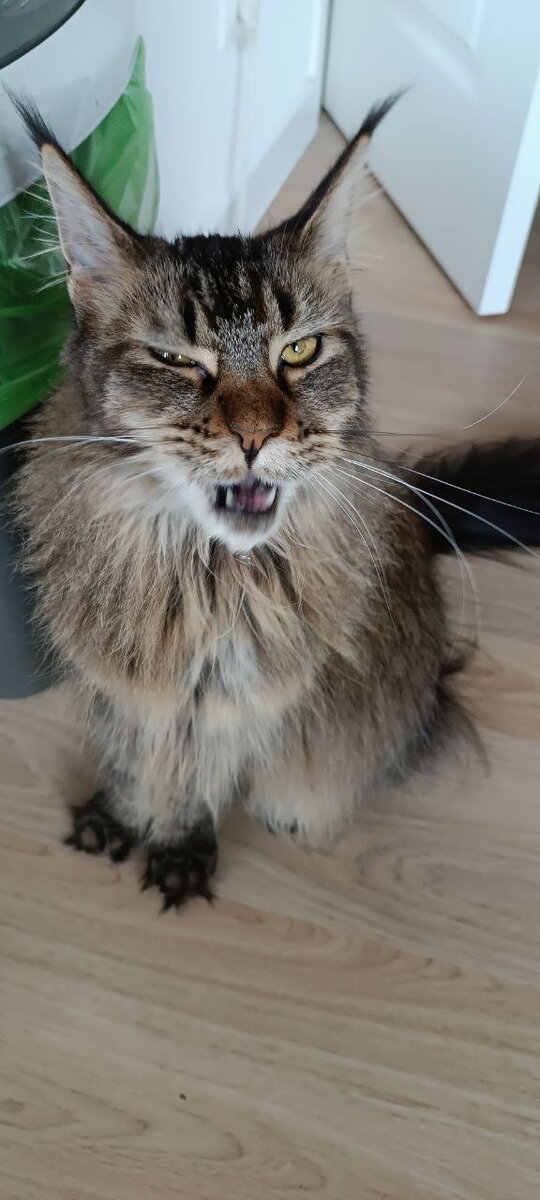 Хитрая Урсёнка так и сидела на пне