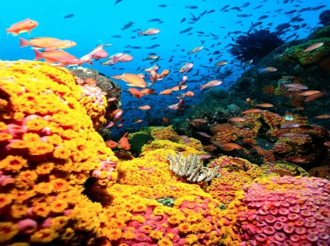 Красивые коралловые рифы. Коралловый риф. Коралловый риф в Шарм Эль Шейхе. Мезоамериканский Барьерный риф. Барьерный риф кораллы.