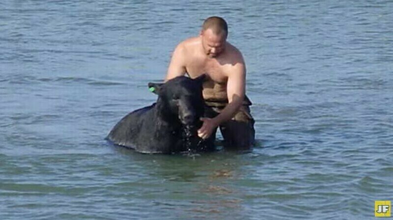    Видео: биолог увидел, как в озере тонет медведь и бросился его спасать