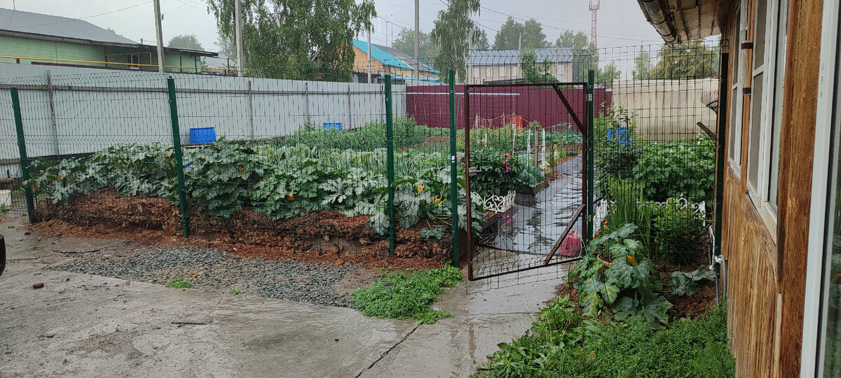 Огород полит, будем ждать новый всплеск роста сорняков. 
