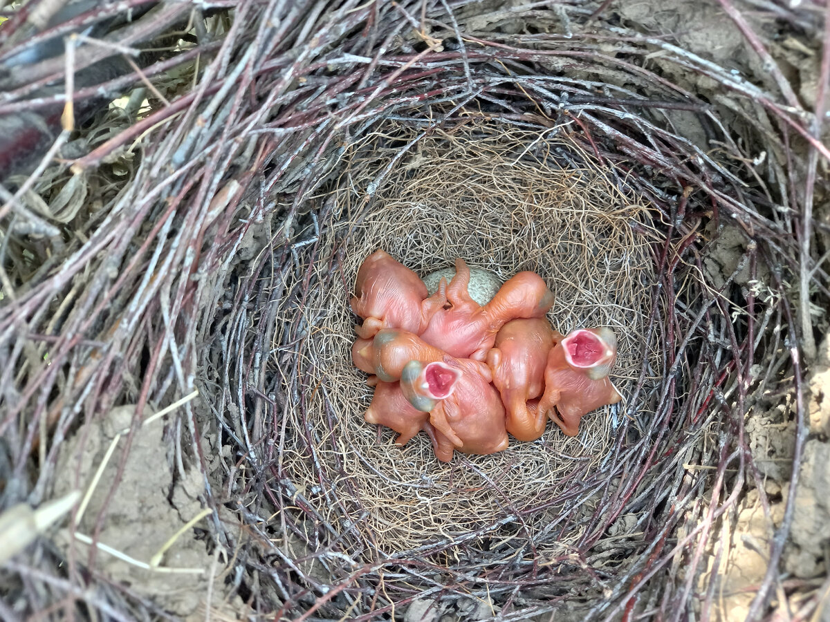 Птенцы почти все вывелись