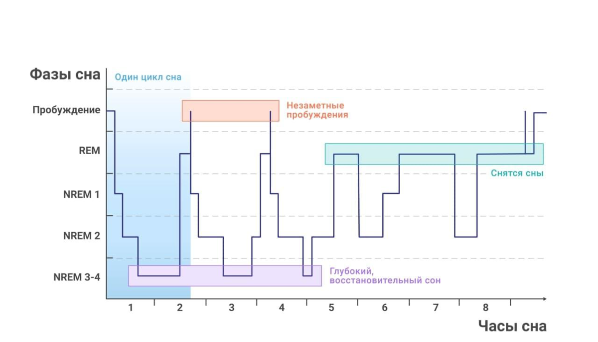 Начнется через 4. Фазы сна человека диаграмма. Нормальный график фаз сна. Фазы быстрого сна график. Циклы и фазы сна.