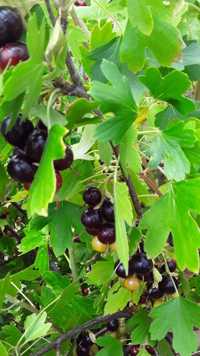 Это наша любимая йошта.