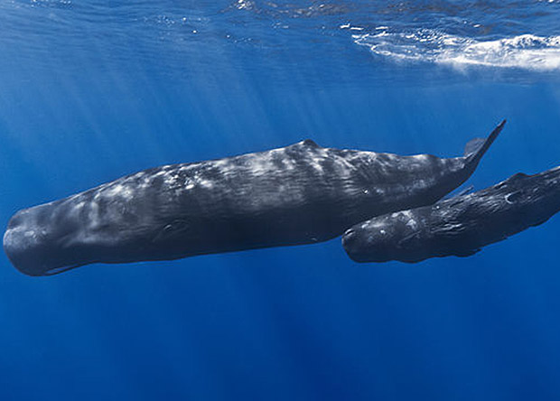Кашалоты 
Фотография: Wikimedia Commons