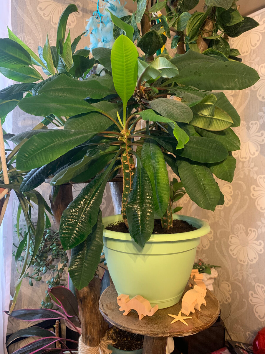 Молочай гребенчатый 