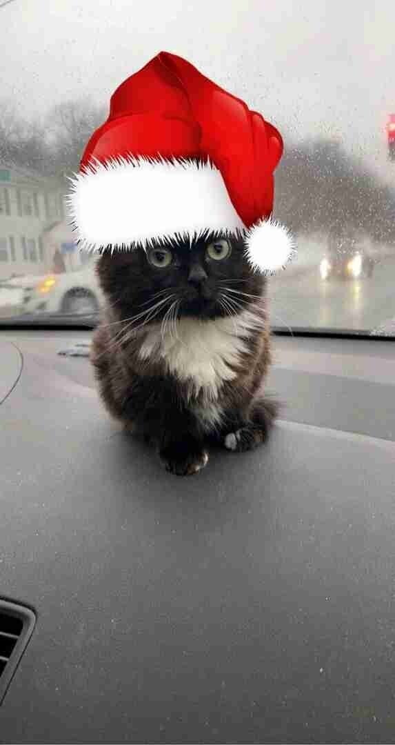 "Dear Santa: I have been a good cat lately." Funny cats, Christmas cats, Funny a