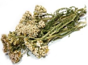 Тысячелистник содержит повышенную концентрацию эфирных масел и отличается поистине уникальным составам. Отвары и настойки из этой травы оказывают множество полезных действий. Растение является действенным антисептиком.