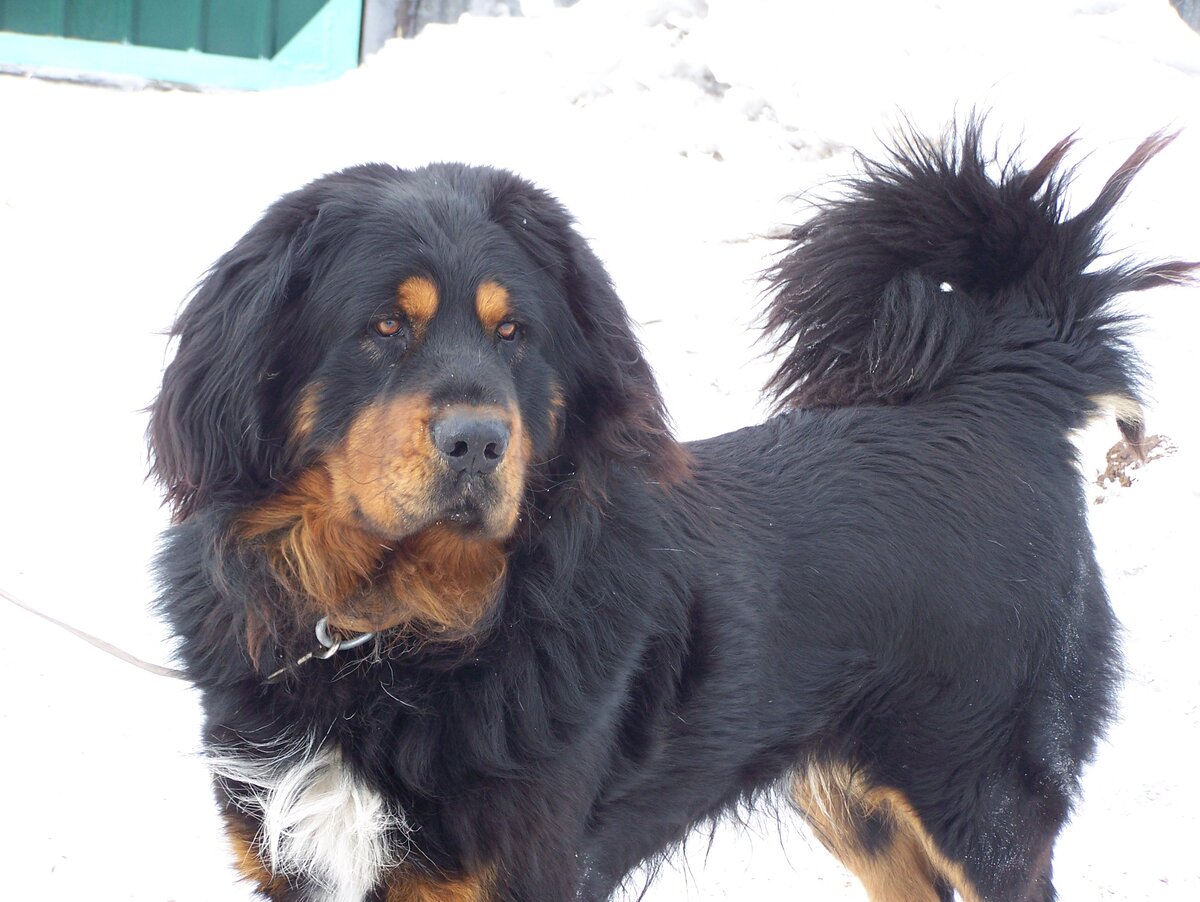 внешне древние Alaunt (алано) напоминали современных хотошо