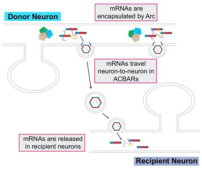 Рис. 1. Общая схема передачи мРНК гена Arc между нейронами. В клетке-«доноре» делится и транслируется мРНК гена Arc. Образовавшиеся молекулы одноимённого белка спонтанно собираются в структуры, по строению близкие к капсидам ретровирусов. Эти структуры заключают в себя кодирующую их мРНК. Затем они покрываются плазматической мембраной и в составе мембранных пузырьков отделяются от клетки. Сливаясь с нейроном-«реципиентом», такие пузырьки высвобождают и «капсиды», и мРНК гена Arc. Как правило, процесс происходит в районе контактов между нервными клетками. Рисунок из обсуждаемой статьи в Cell