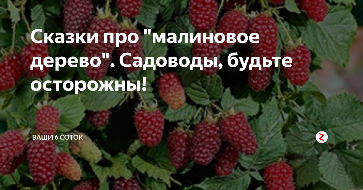 Купить Малина Таруса (штамбовая) (С2) для сада Выгодные цены, самовывоз, доставк