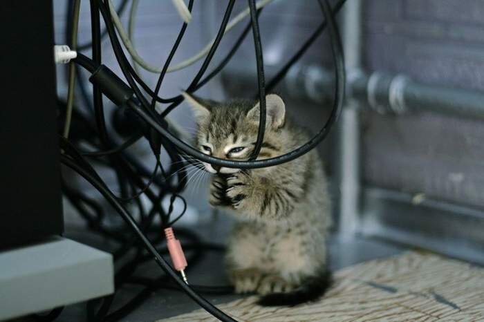 котенок грызет провода