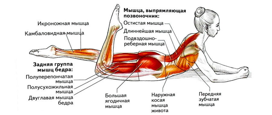 Комплекс упражнений при вальгусной стопе - Чемпионат