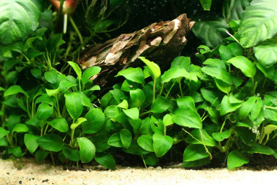     Анубиас нана является аквариумным растением, которое очень популярно среди аквариумистов – и любителей, и профессионалов. Нана – это любимиц тех, кто предпочитает живую фауну в своем водном мире.
