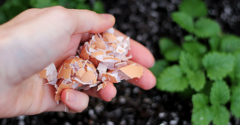 Способы применения яичной скорлупы как удобрения