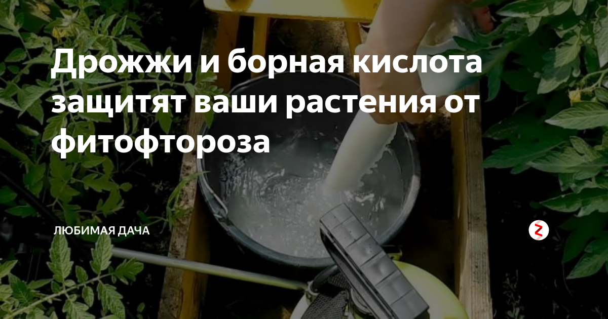 Полив борной кислотой помидоры. Борная кислота для кустарников. Борная кислота для растений. Борная кислота в дачном хозяйстве.