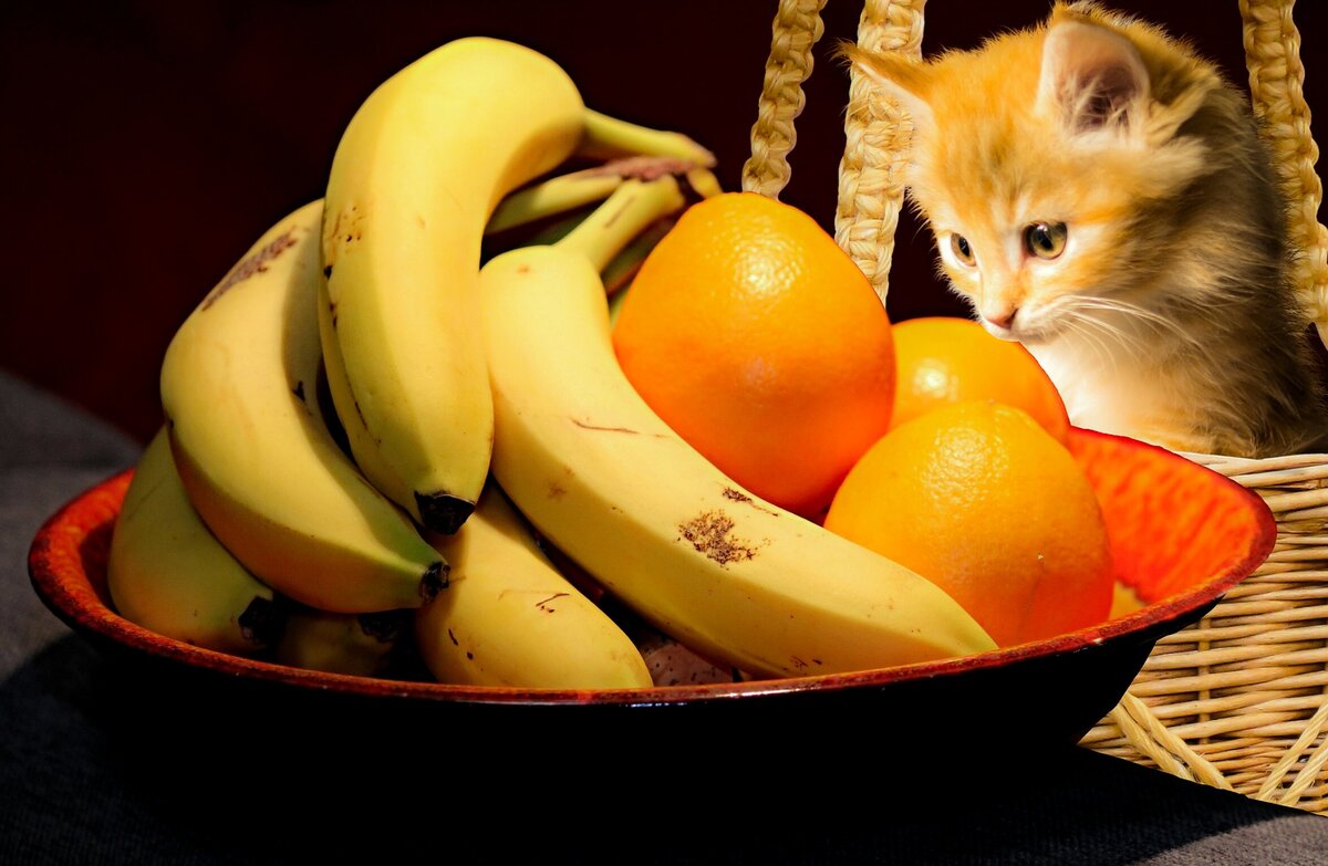 Кот фрукт
