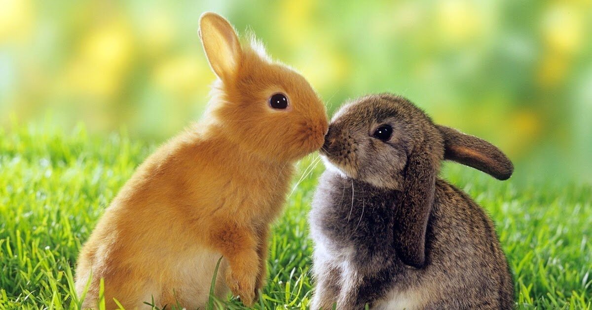 Картинка с сайта katsidogs.blogspot.com