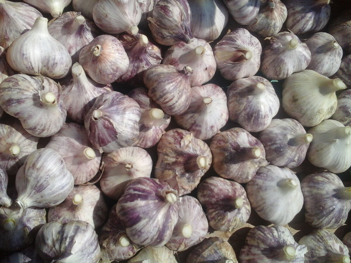              Фото чеснока.