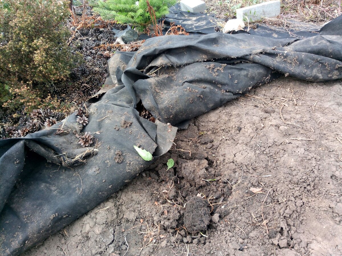 Поверхность почвы под укрывным материалом
