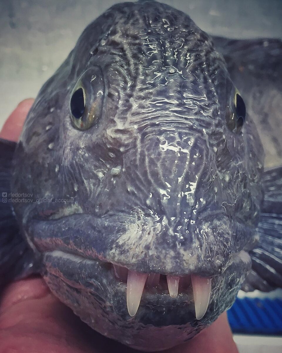 Wolf fish. Мурманский моряк Роман Федорцов. Мурманский Рыбак Роман Федорцов. Роман Федорцов из Мурманска.