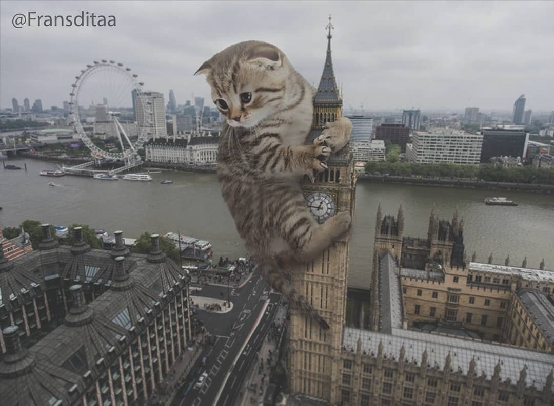 Кот ща. Котзилла кот. Кот атакует. Гигантский кот. Огромный городской кот