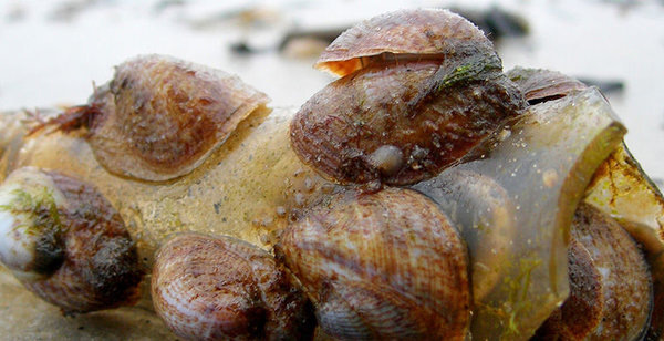 Строят колонию.