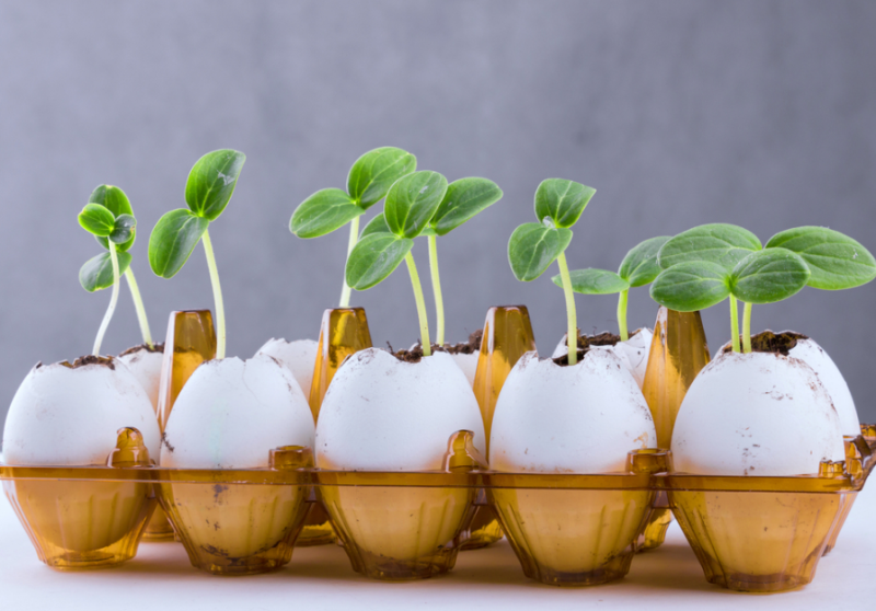 Кассеты под такую рассаду лучше использовать пластиковую, они не боятся воды.