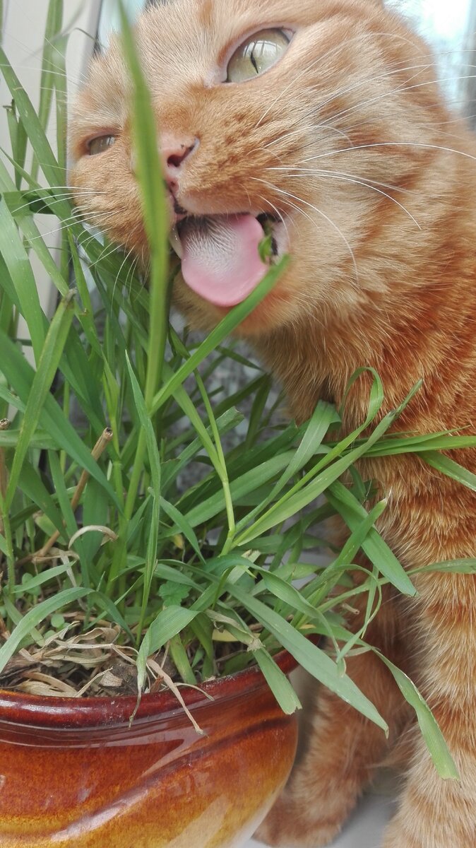 У кота Шелдона огород круглый год