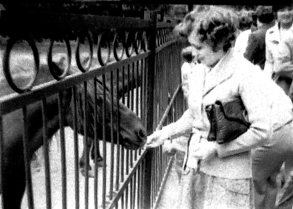 Конделюк. Московский зоопарк 1941. Жабинские Варшавский зоопарк. Московский зоопарк 80е годы.