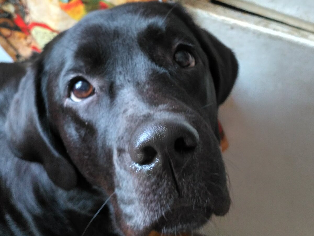 Лекси, в ожидании разрешающей команды.