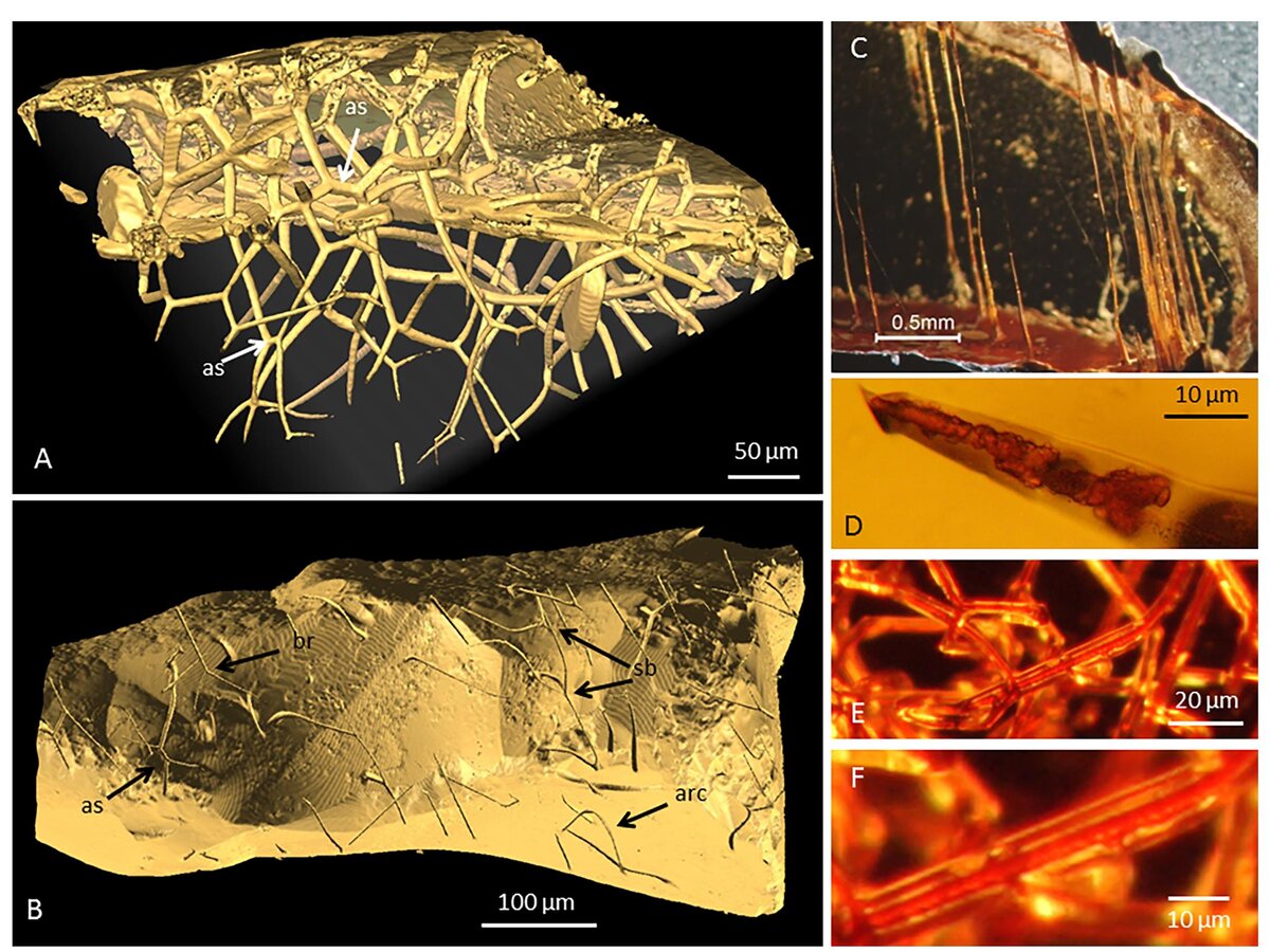 A - реконструкция сети трубчатых структур, выполненная с помощью томографии; B - реконструкция с помощью томографии приповерхностных туннелей; С - прямые параллельные сквозные туннели; D - E - нитевидные структуры внутри туннеля; 