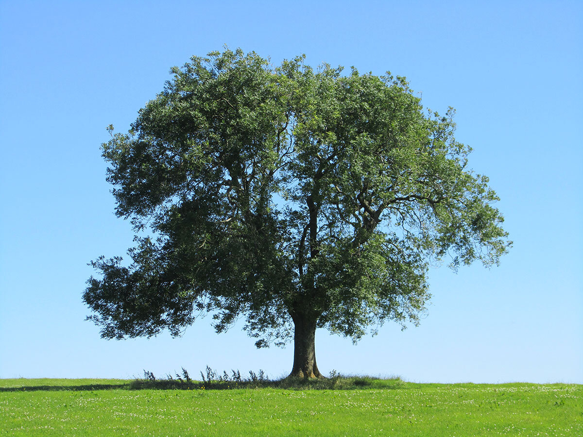 Ну все, дожили! На Яндекс Дзене уже обзоры на деревья пишут 