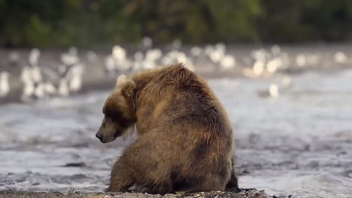 Может это медведи? Конечно же нет, медведи боятся даже банального глобального потепления, а уж на сёрферов они и не смотрят от страха.