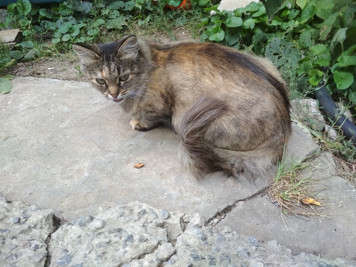 Ветер сносит хвост Гули