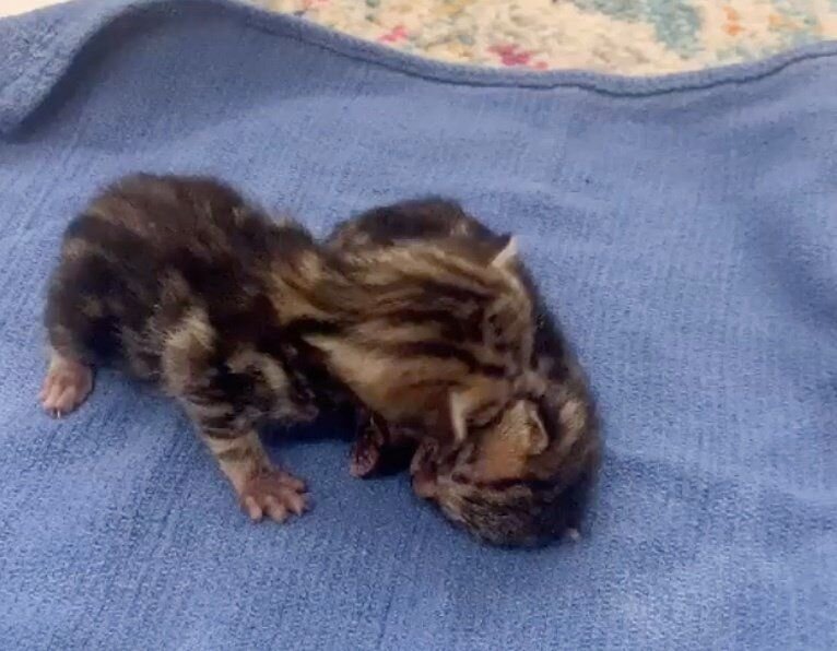 Jess Thoren @kittenbnb