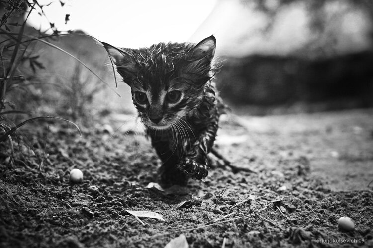 Фото из открытого источника Яндекс-картинки