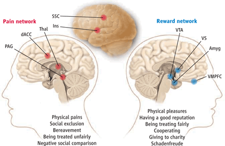 Системы боли и удовольствия. Болевая сеть состоит из дорсальной передней поясной коры (dACC), островка (Ins), соматосенсорной коры (SSC), таламуса (Thal) и периакведуктальной серой (PAG). Эта сеть вовлечена в физические и социальные болезненные процессы. Сеть вознаграждения или удовольствия состоит из вентральной тегментальной области (VTA), вентрального стриатума (VS), вентромедиальной префронтальной коры (VMPFC) и миндалевидного тела (Amyg). Эта сеть связана с физическим и социальным вознаграждением.