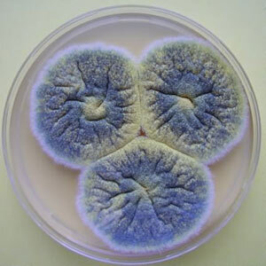 Уверен, каждый когда-нибудь видел плесень. Ее споры повсюду. Они парят, выискивая для себя теплое и сырое местечко. Приземлившись на влажную поверхность, споры плесени выделяют тонкие нити, которые, переплетаясь, формируют тот самый серый и пушистый грибок, который все мы видели.  

Опасные виды плесени по-разному воздействуют на человека, вызывая аллергию и отравления. При этом невозможно понять степень опасности плесени, просто взглянув на нее. Но практически любой грибок на продуктах у вас дома, возникший спонтанно, опасен для вас.