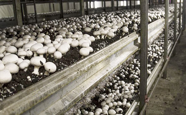 Шампиньоновая теплица