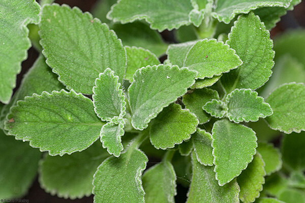 lemon balm
