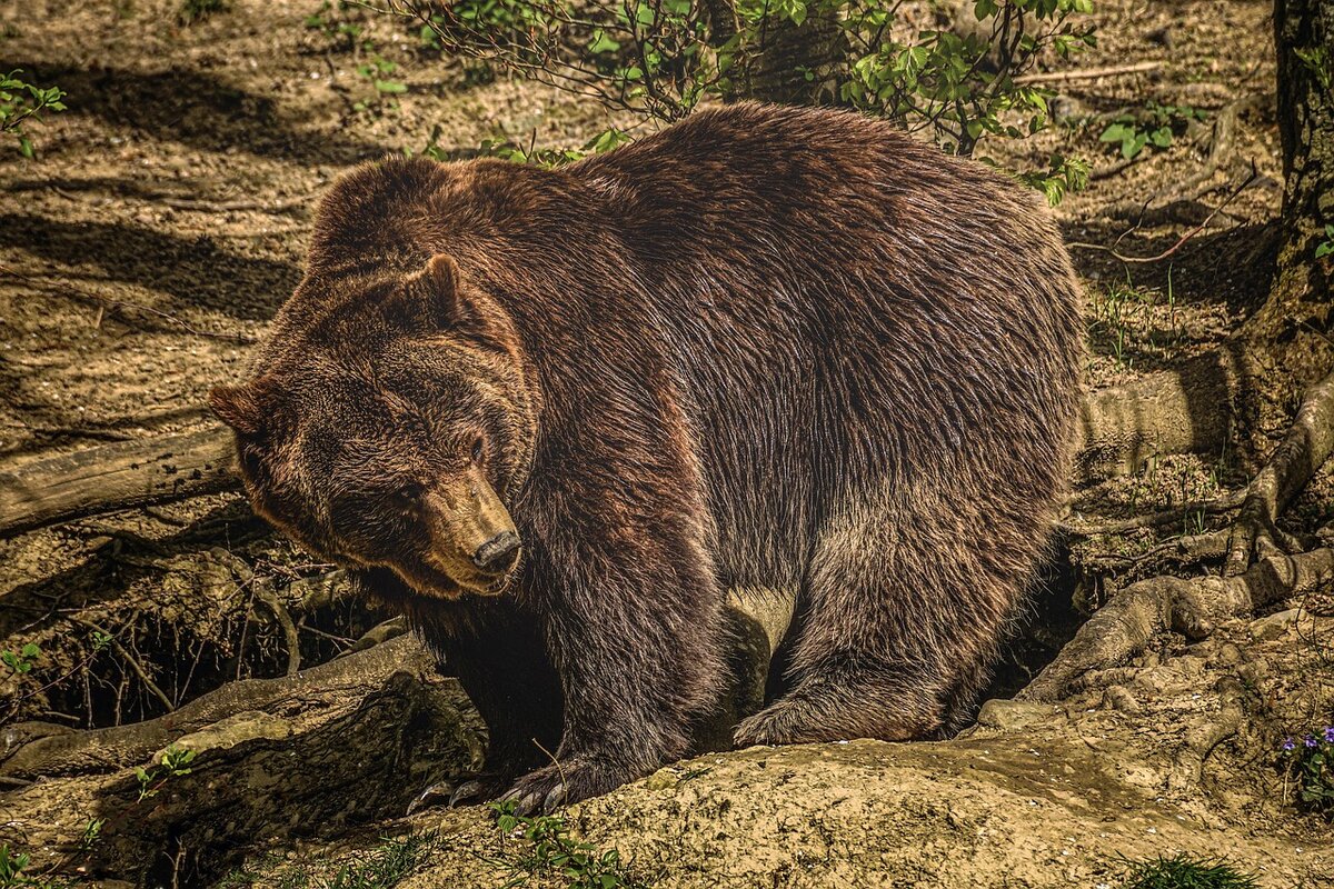 https://cdn.pixabay.com/photo/2019/05/21/09/34/bear-4218682_1280.jpg