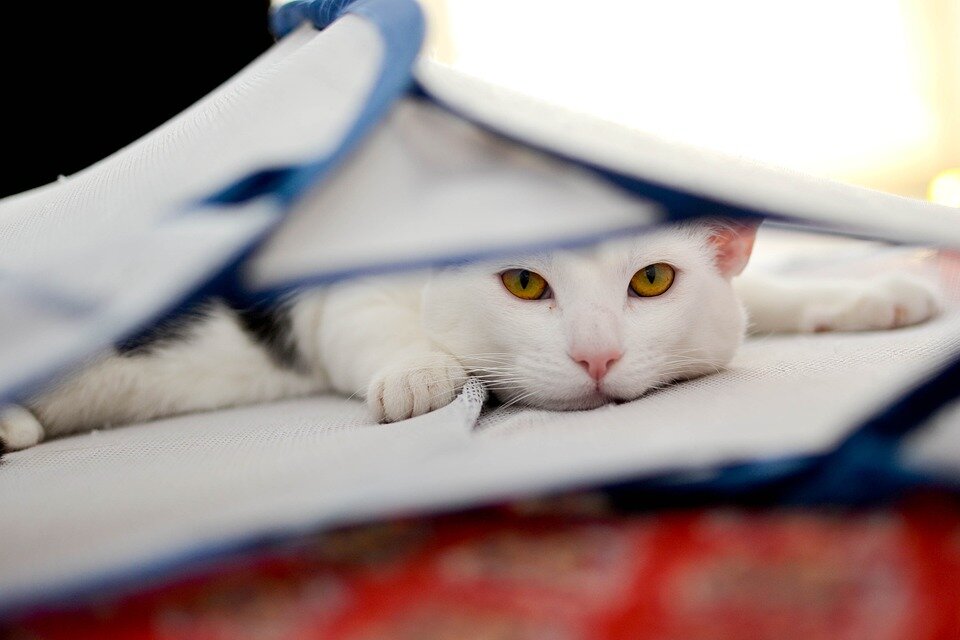 https://cdn.pixabay.com/photo/2018/01/05/09/27/cat-3062492_960_720.jpg