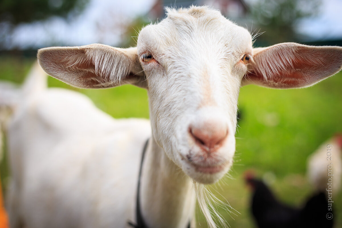 Свои бесплатные уши для развешивания лапши про «всё своё»
