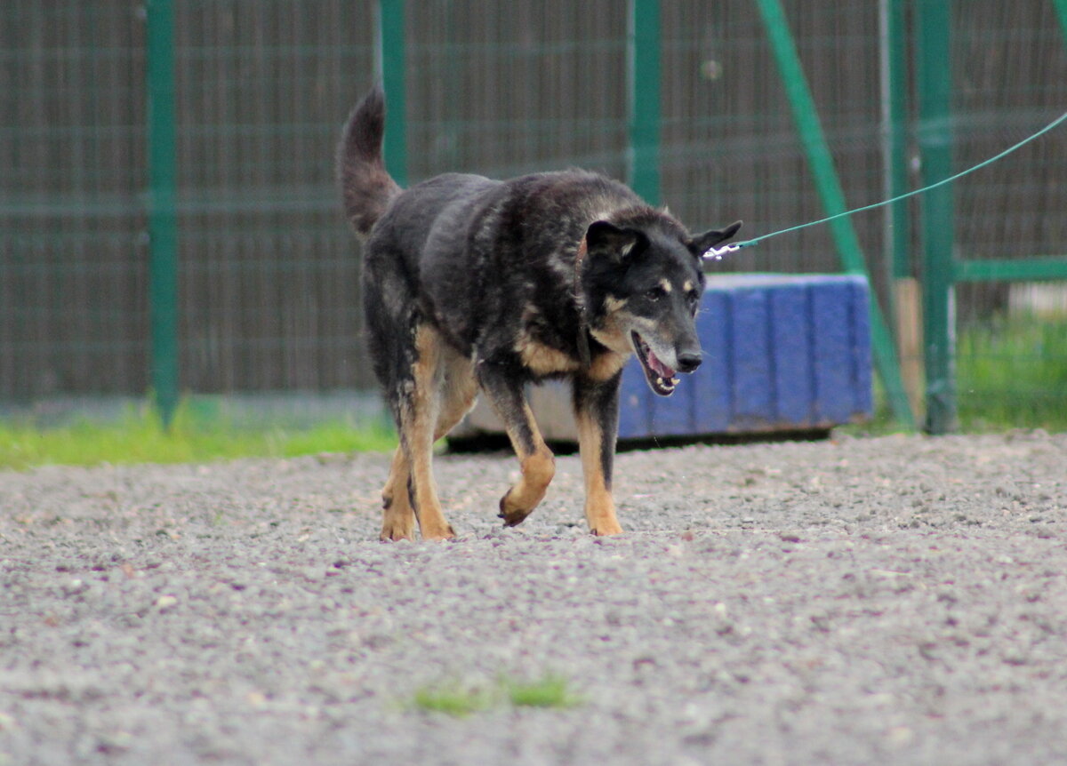 Кай, приют Солнцево
